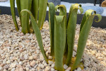 Cactus métal Agave jardin