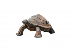 Tortue Kubis Demi Rouille