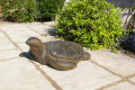 Tortue de mer Rusty